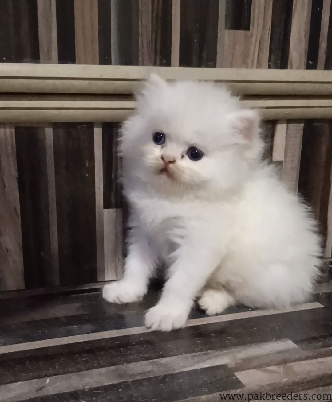 Kitten for sale