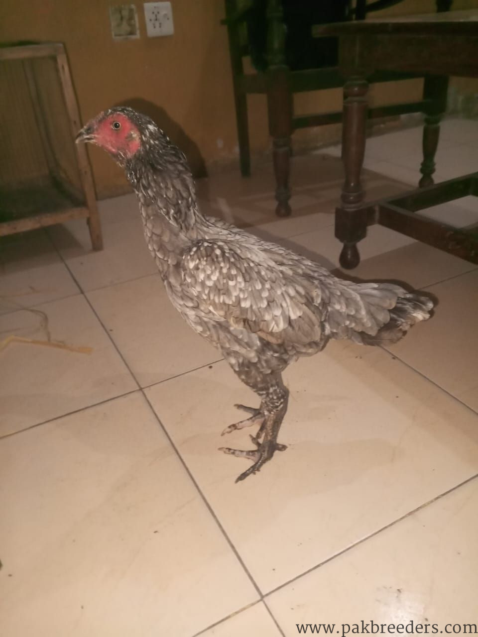 Thai Aseel Murgi for sale in lahore