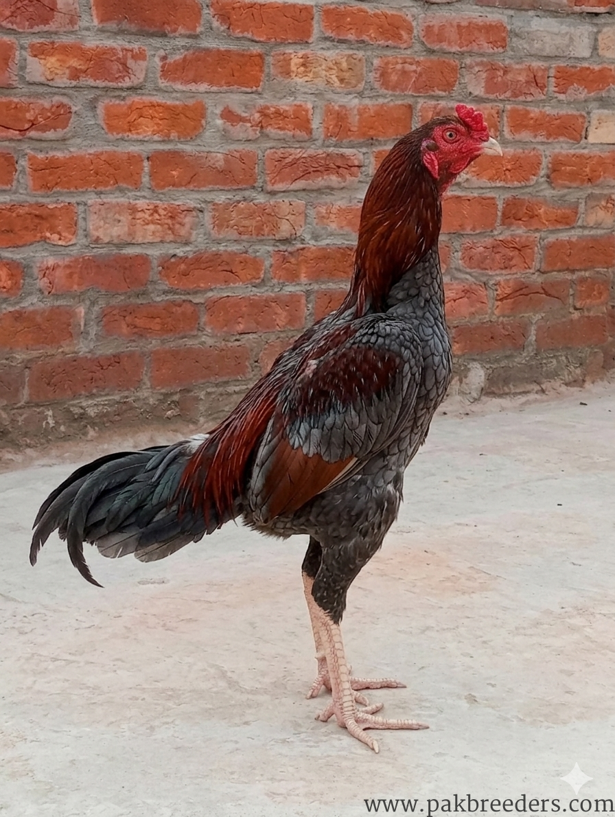 Sindhi Aseel Murga