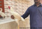 Parot beak cros white