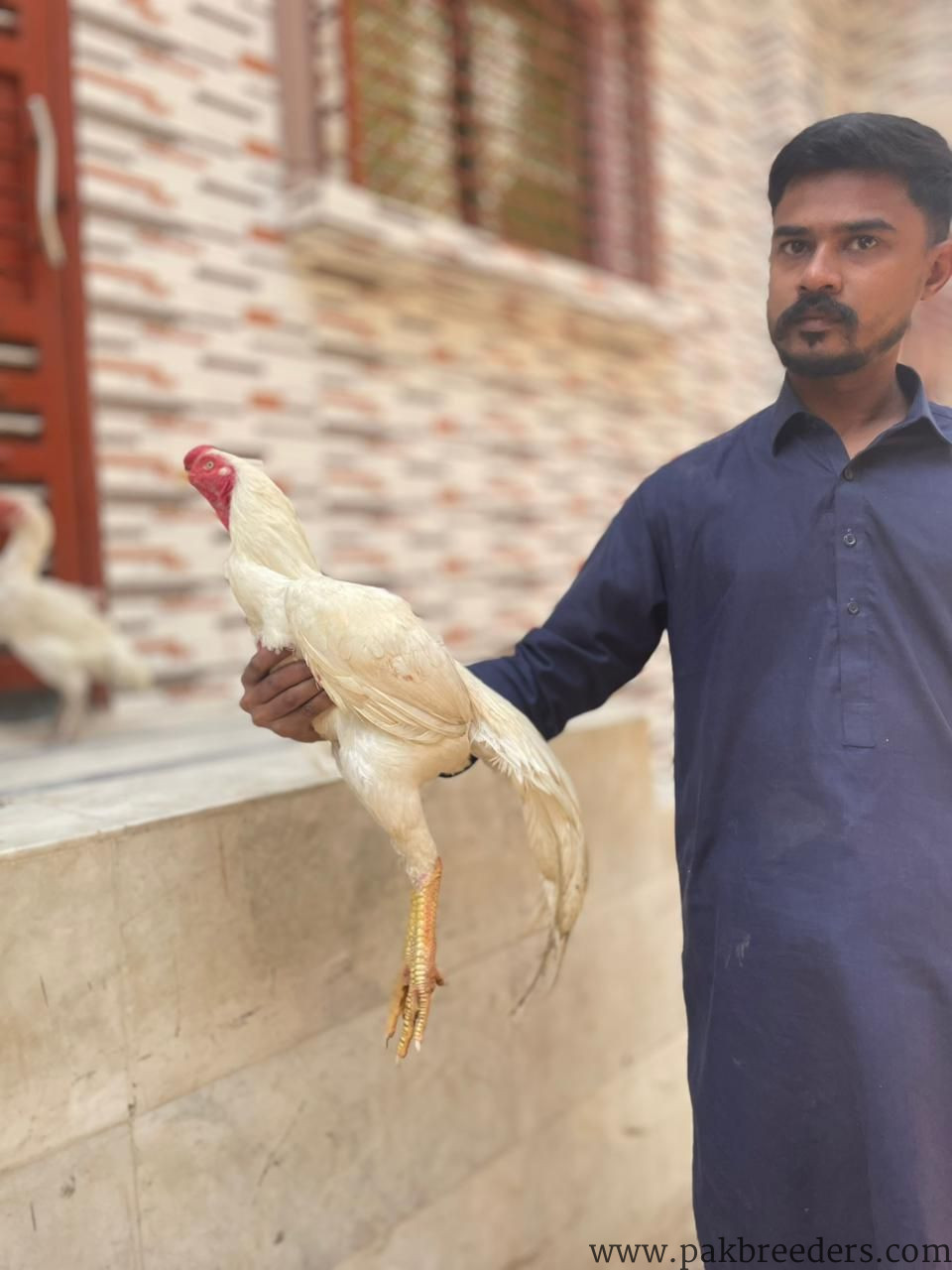 Parot beak cros white