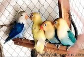 Love birds and bajries