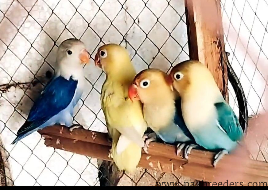 Love birds and bajries