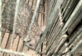 Hedgehog for sale in multan