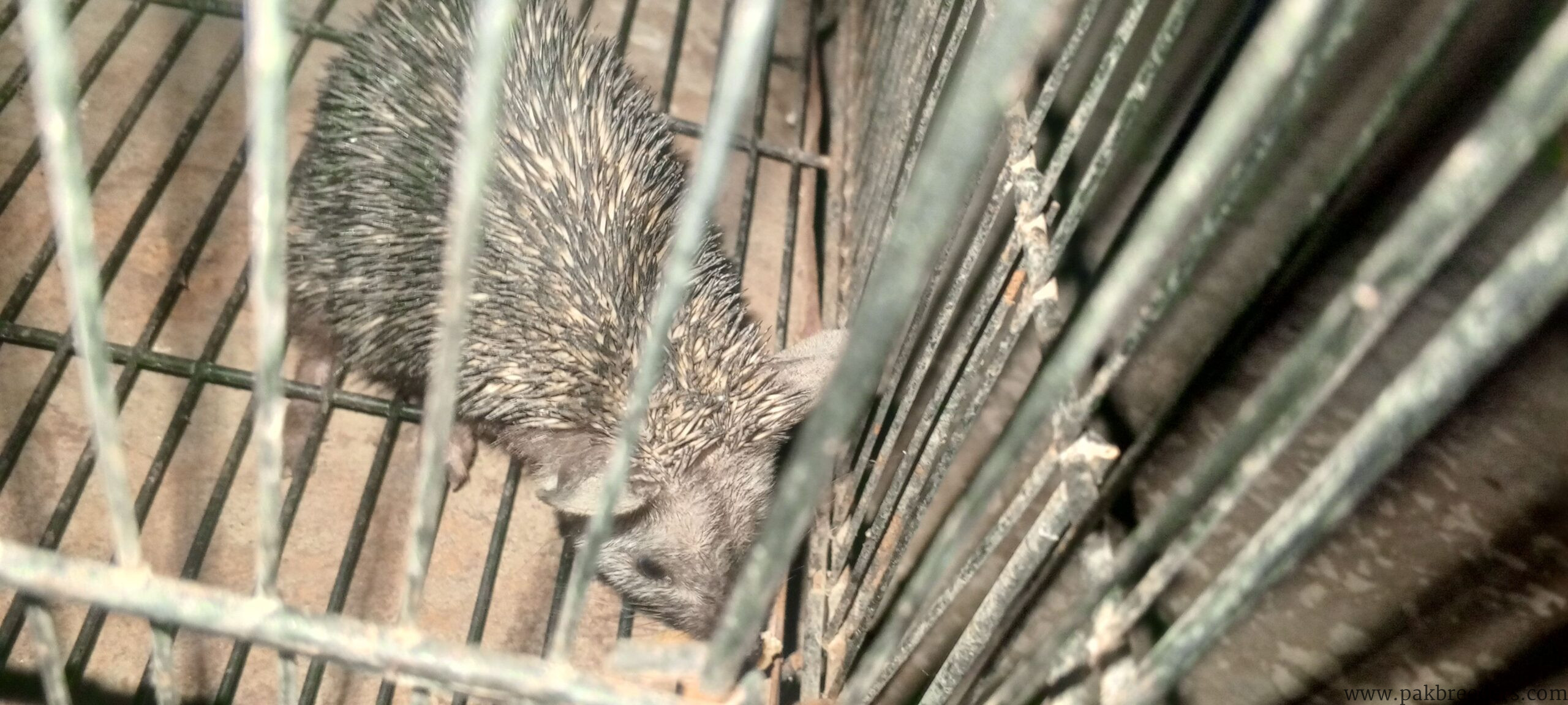 Hedgehog for sale in multan