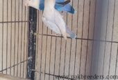 Pail fallow lovebirds for sale