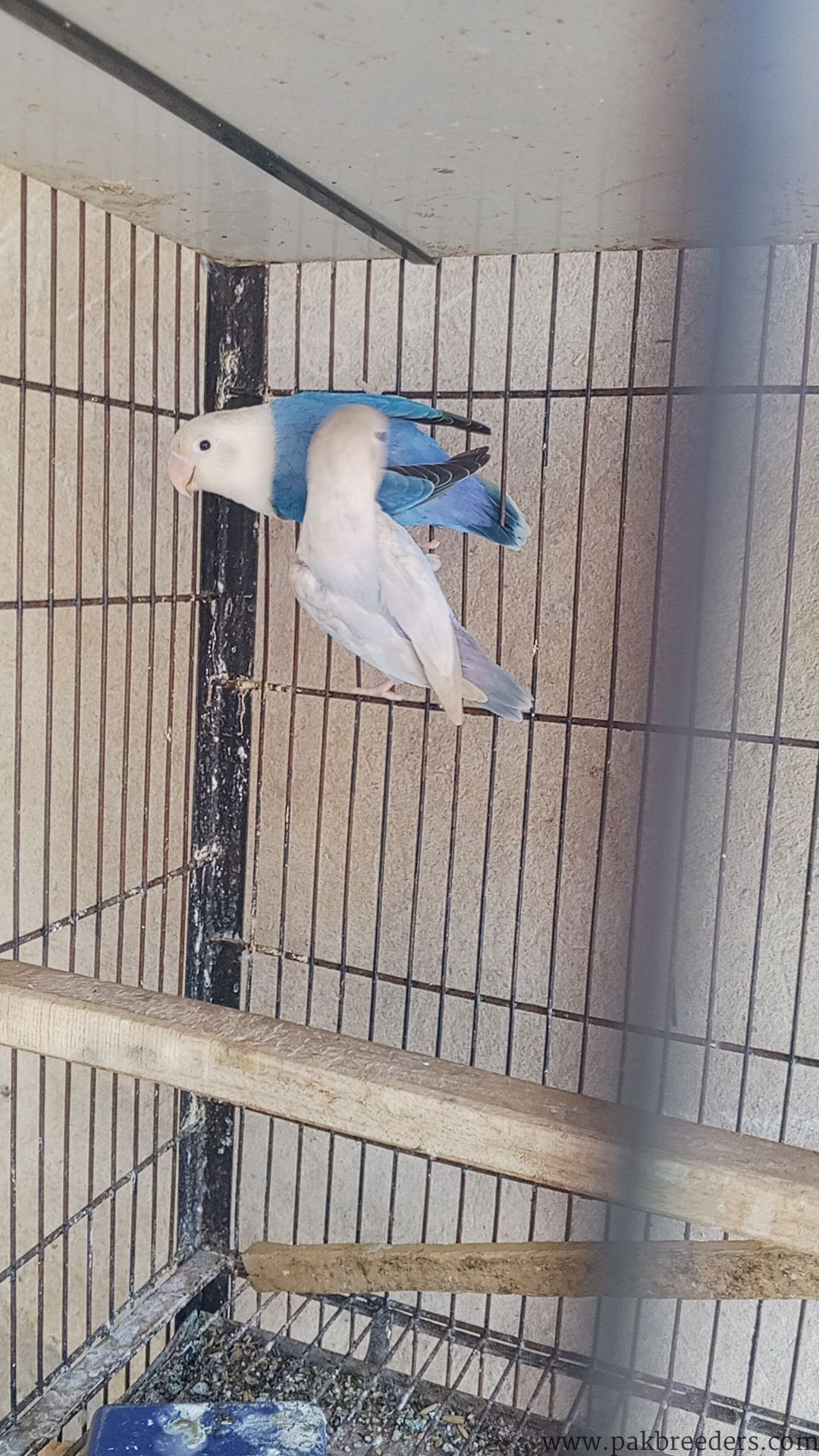 Pail fallow lovebirds for sale