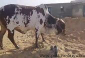 Qurbani bull for sale weight 11 man