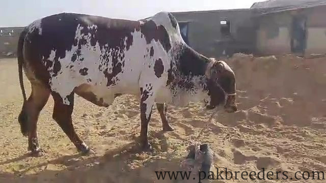 Qurbani bull for sale weight 11 man