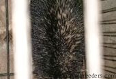 Hedgehog for sale in multan