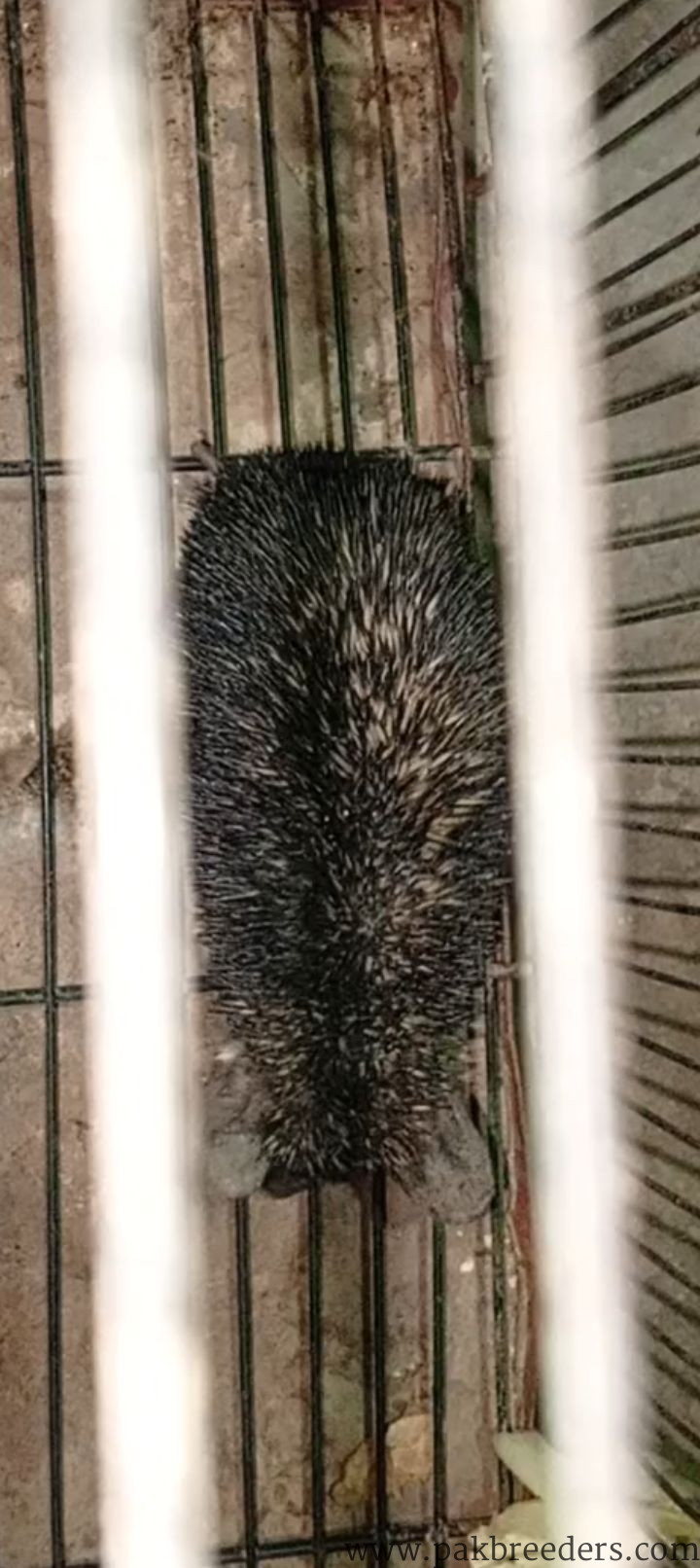 Hedgehog for sale in multan