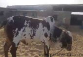 Qurbani bull for sale weight 11 man