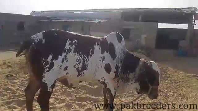 Qurbani bull for sale weight 11 man