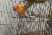 Sun kanor pair’s for sale