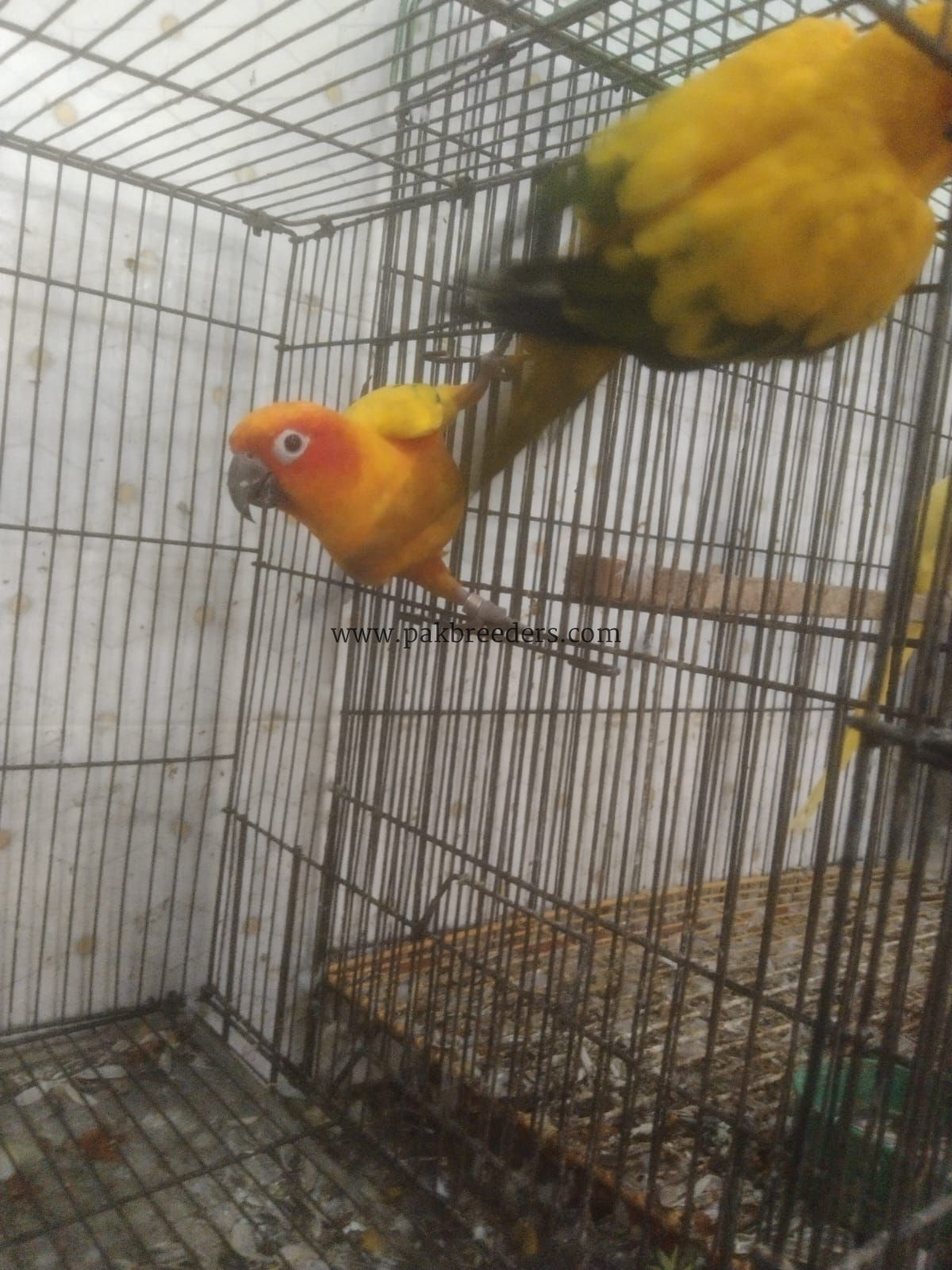 Sun kanor pair’s for sale