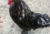 Black Buff Male