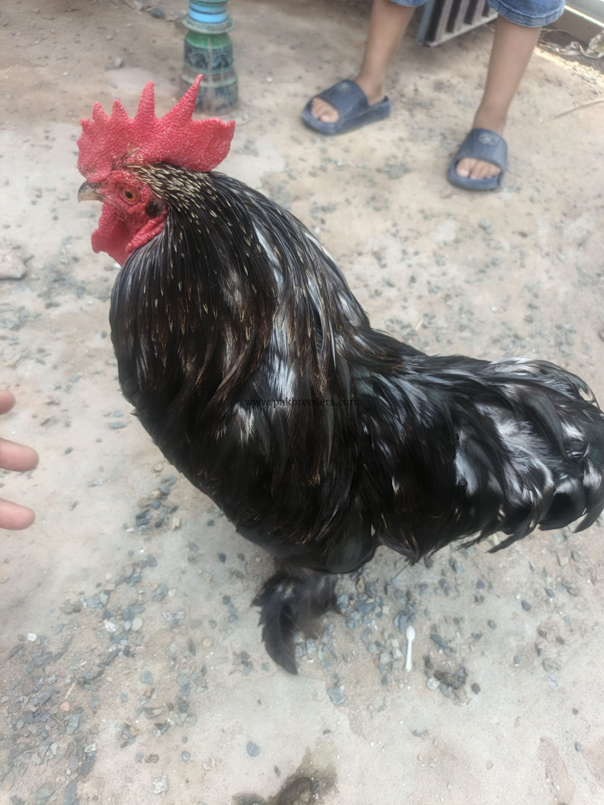 Black Buff Male
