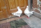 King jambo size breeder pair for sale