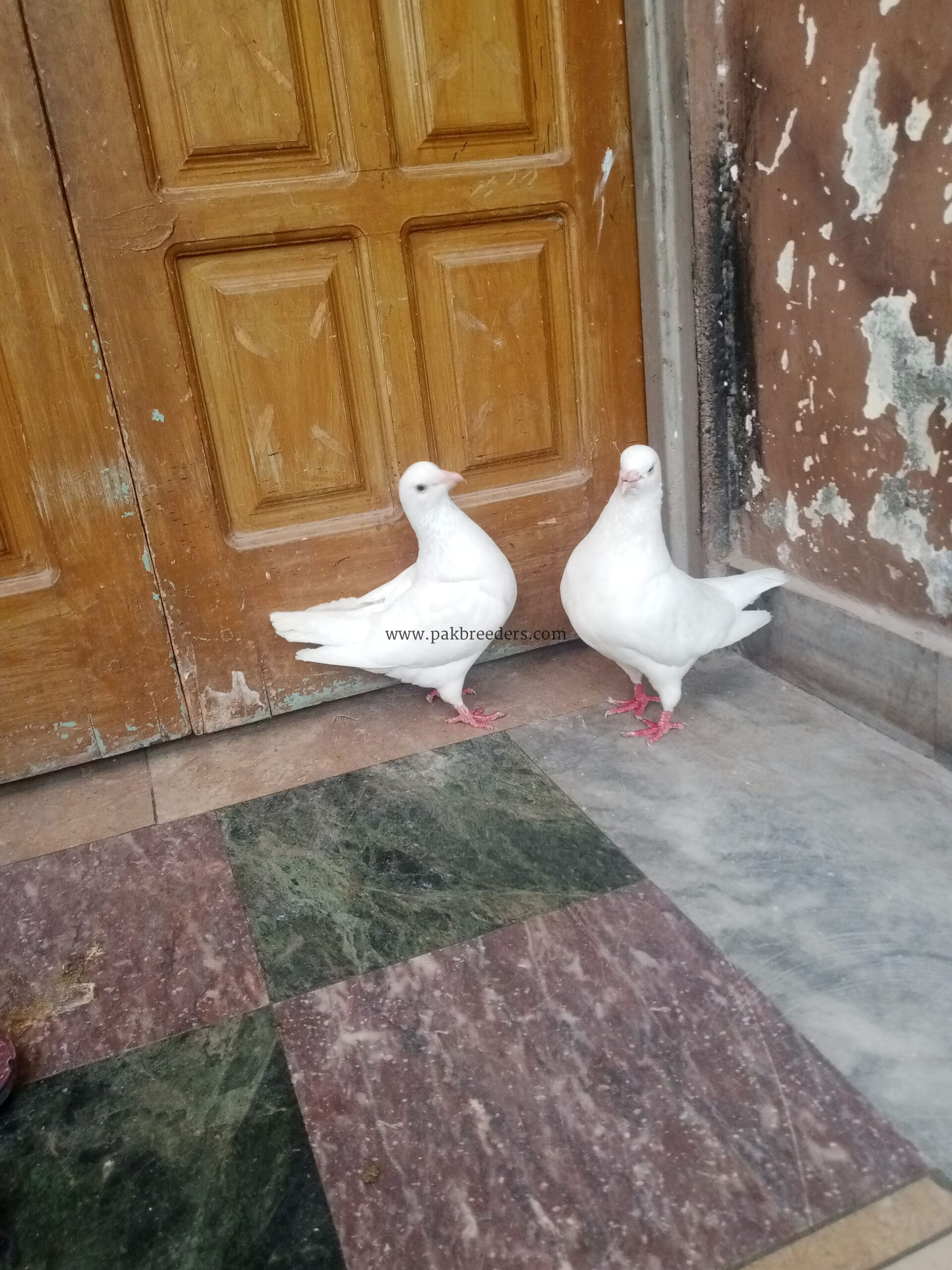 King jambo size breeder pair for sale