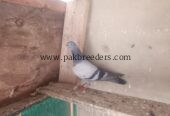 Pigeons kabooter