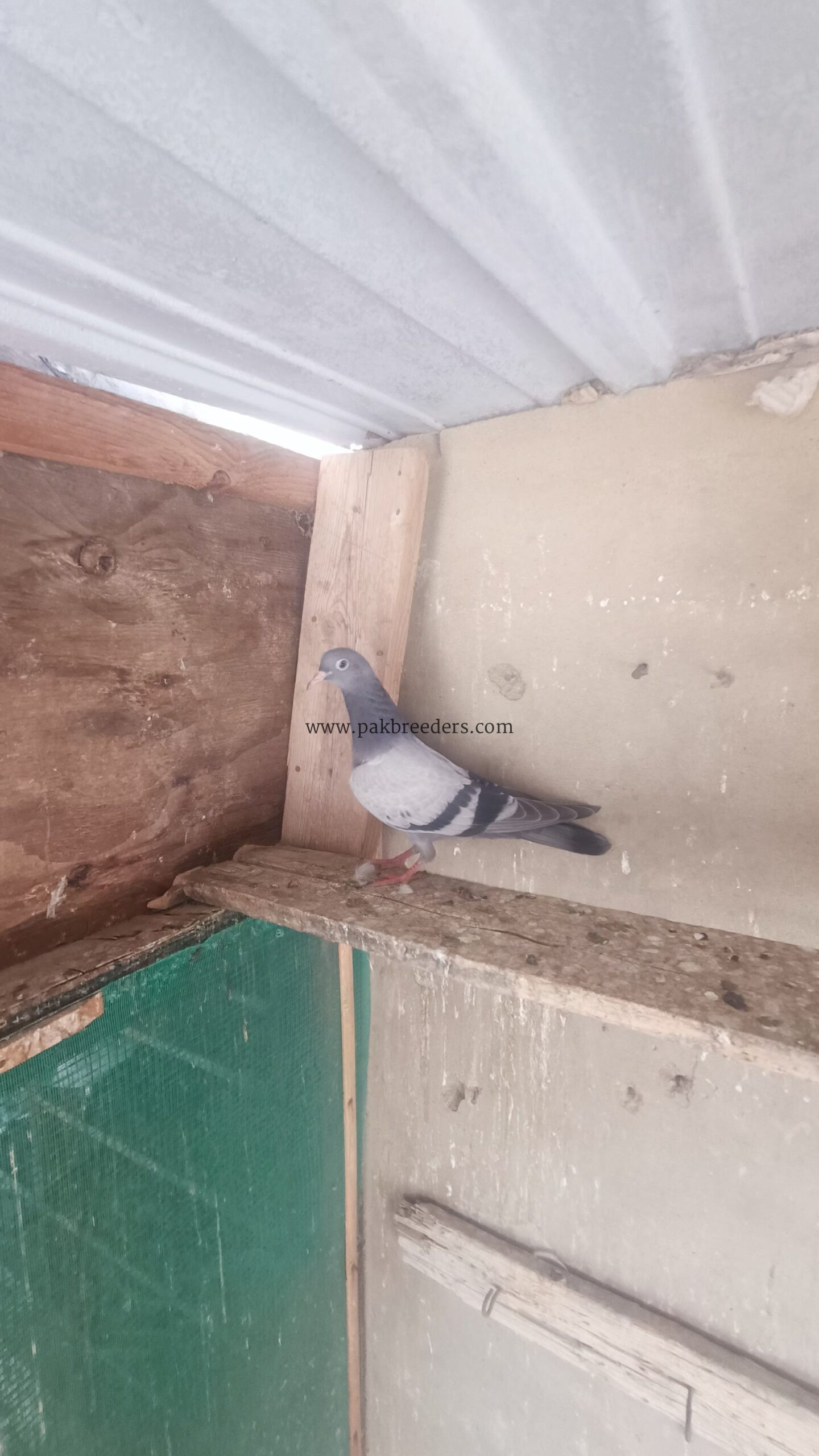 Pigeons kabooter