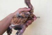 Fighter bloodline aseel for sale in lahore