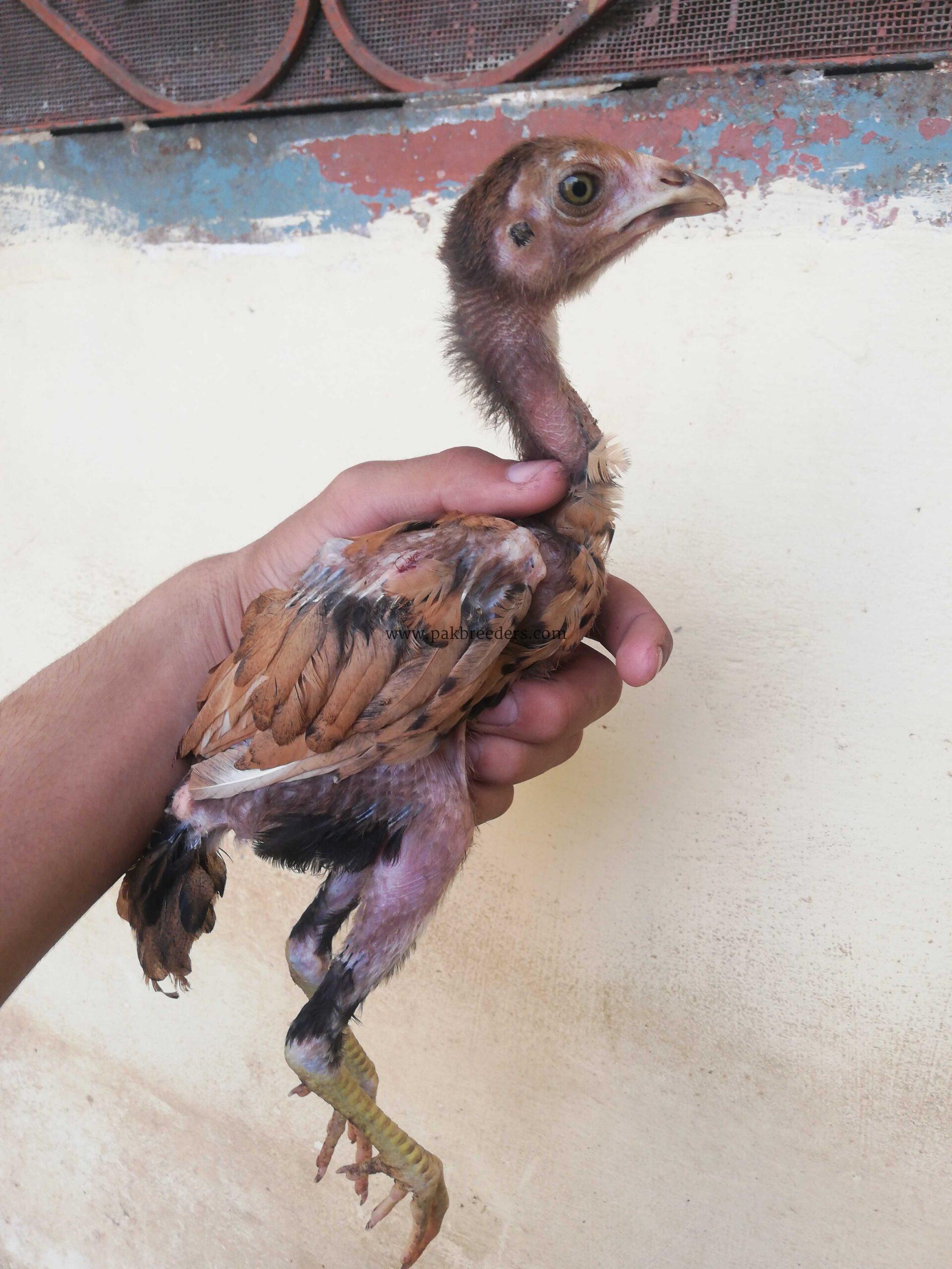 Fighter bloodline aseel for sale in lahore