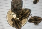 Quail/Batair and chicks for sell