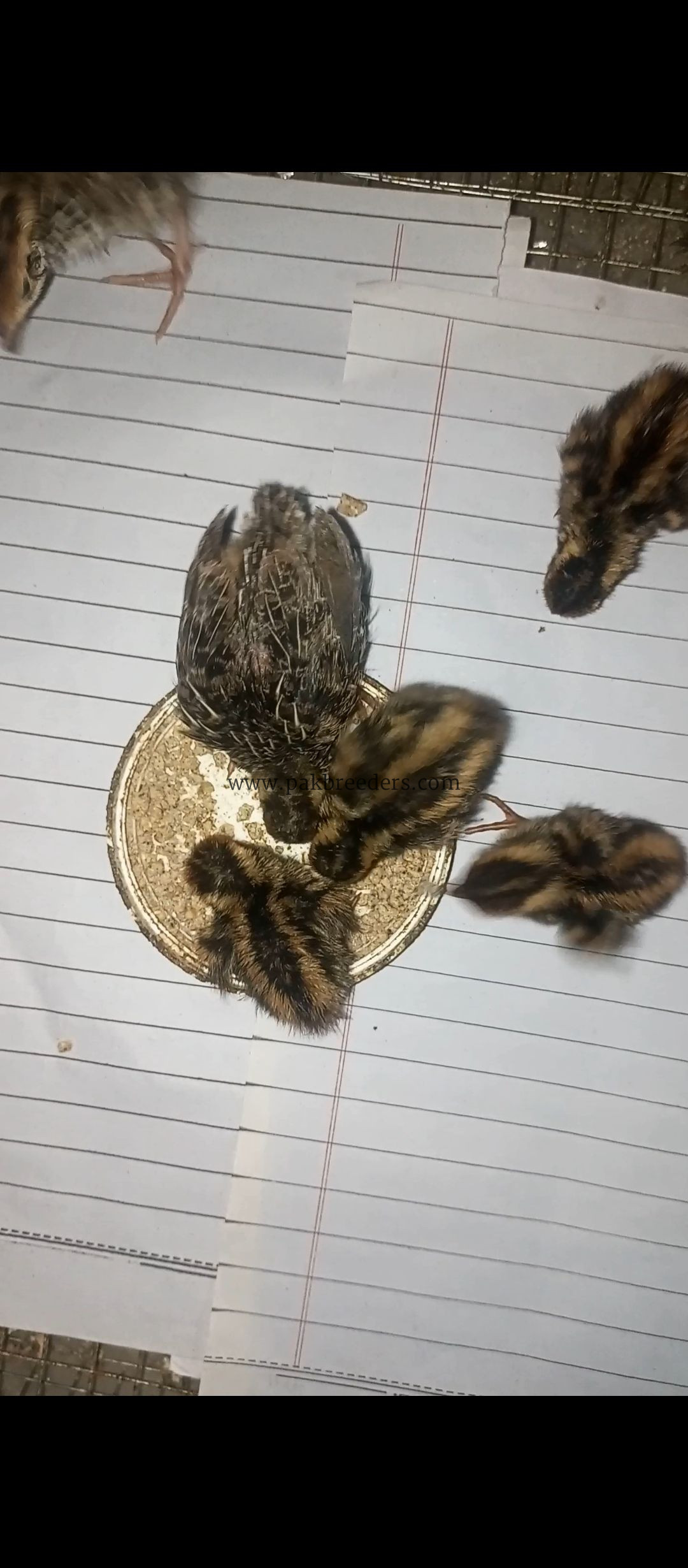 Quail/Batair and chicks for sell