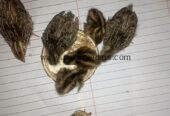 Quail/Batair and chicks for sell