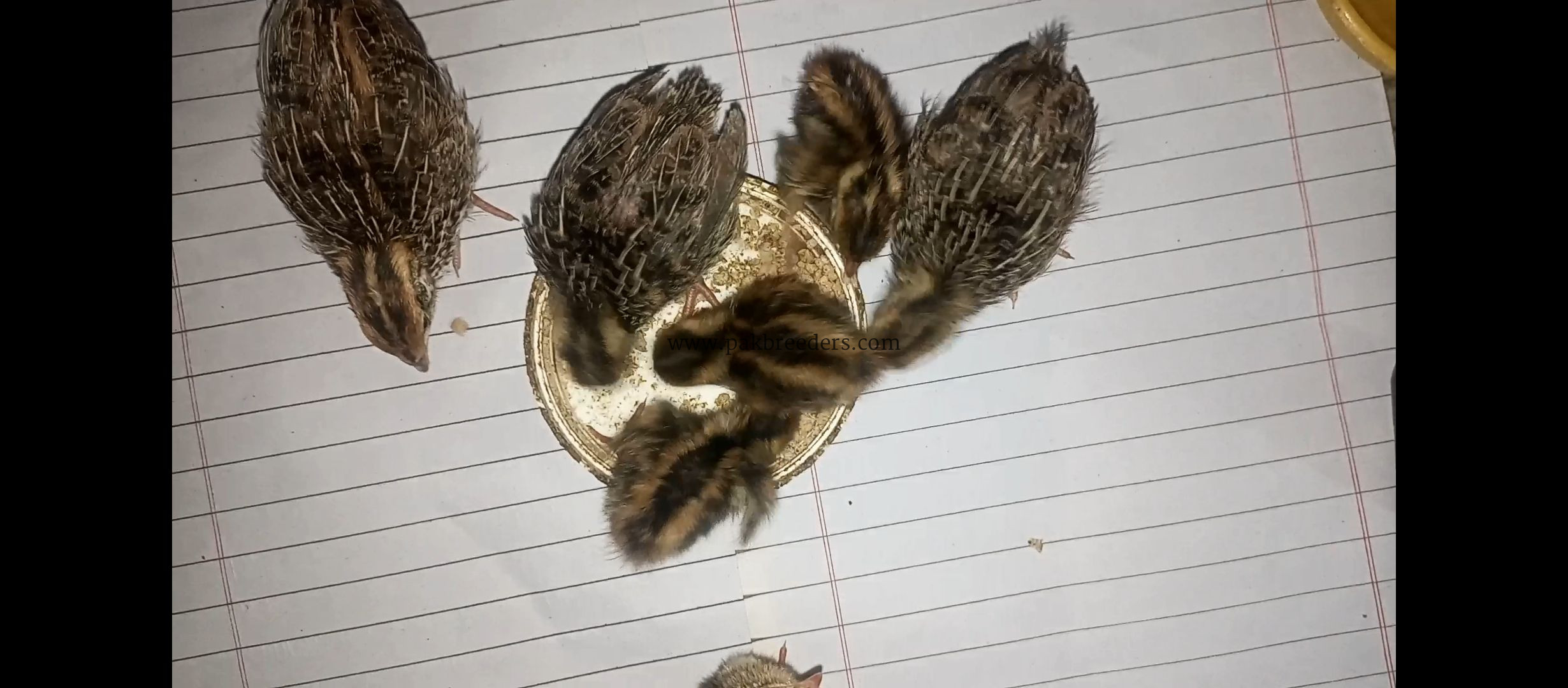 Quail/Batair and chicks for sell