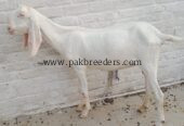White rajanpuri bakri