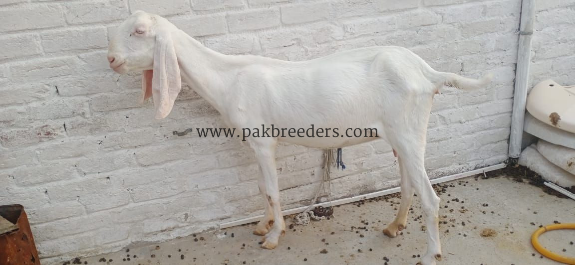White rajanpuri bakri