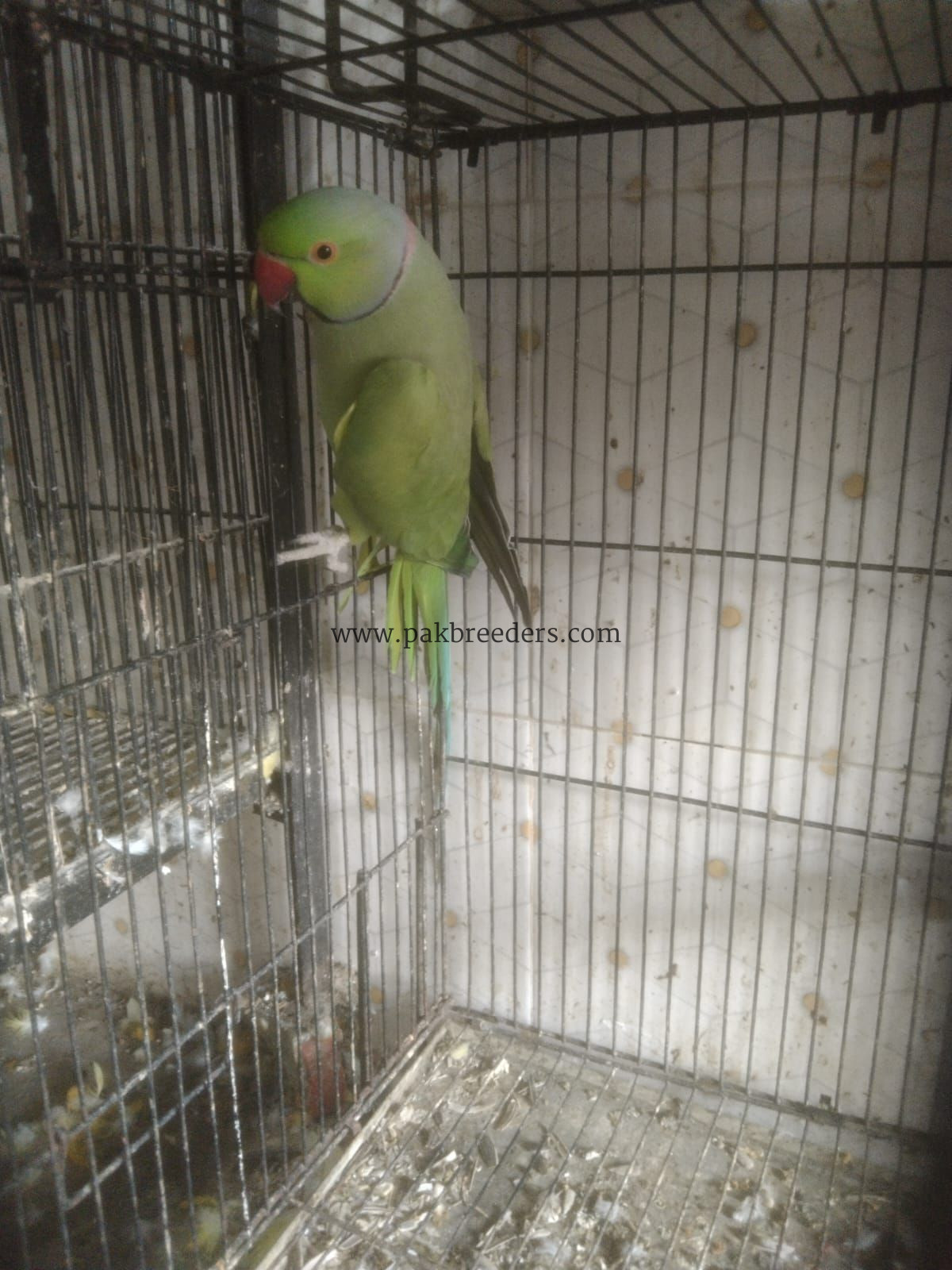 Ring nek fresh male