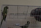 Ringneck parrot breeder pair