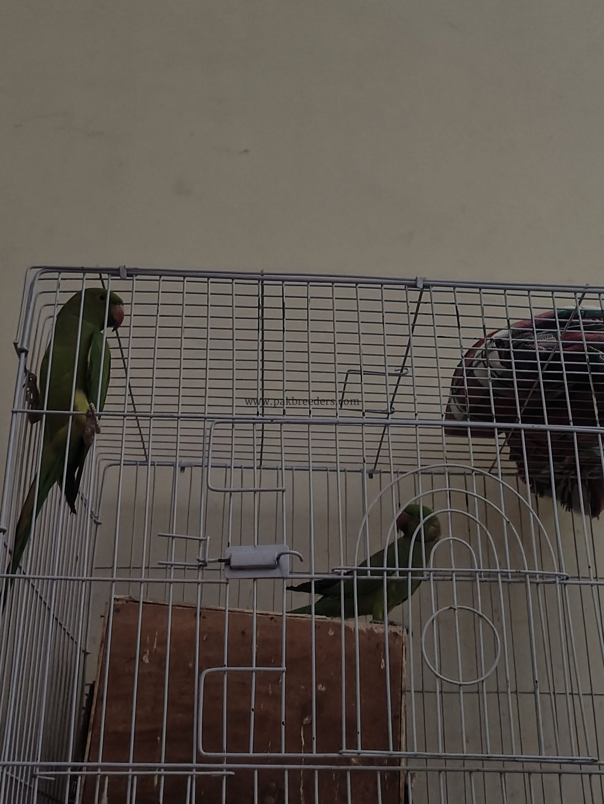 Ringneck parrot breeder pair