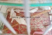 Zebra finches for sale