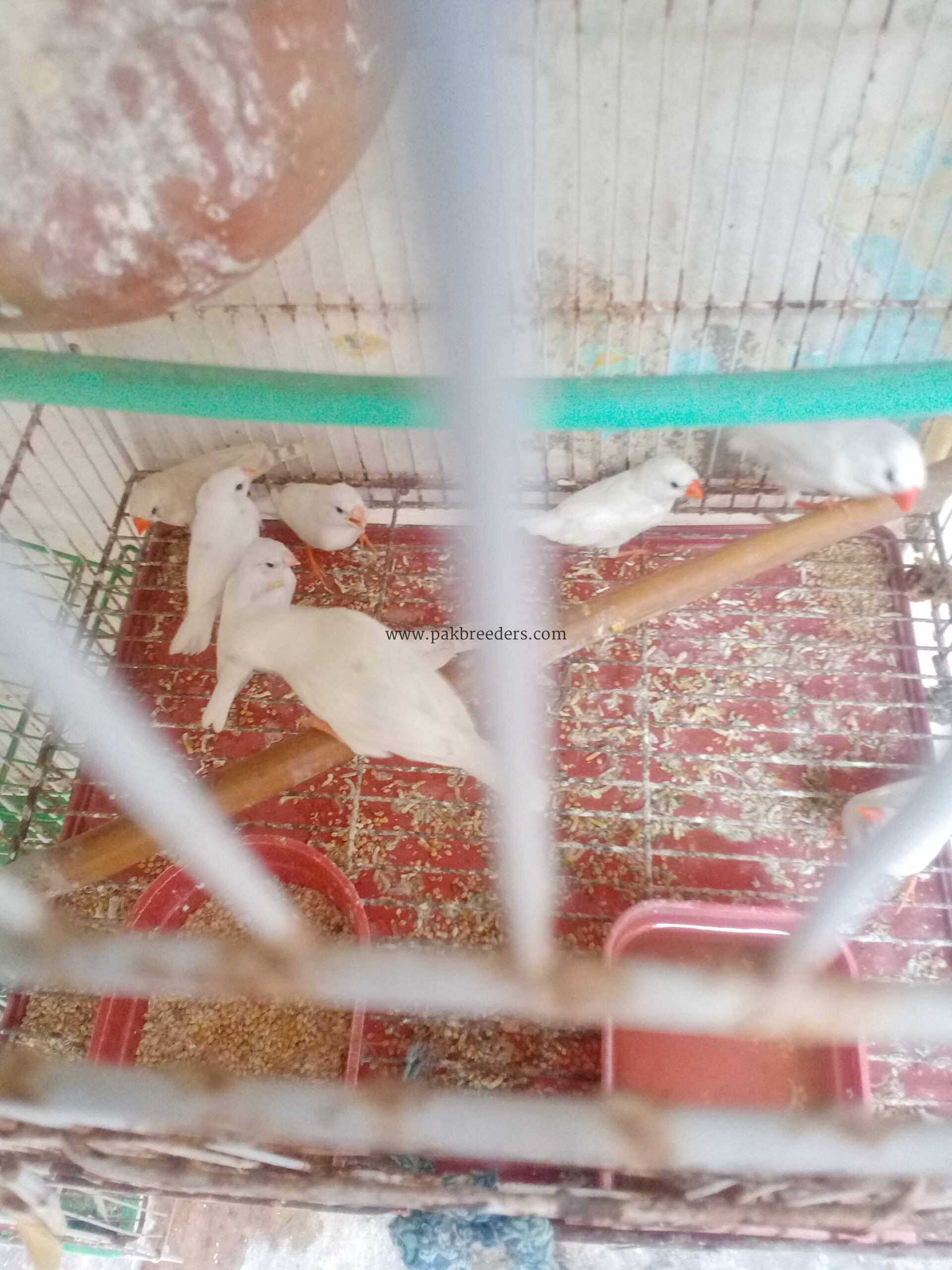 Zebra finches for sale