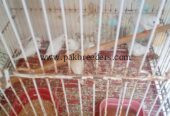Zebra finches for sale