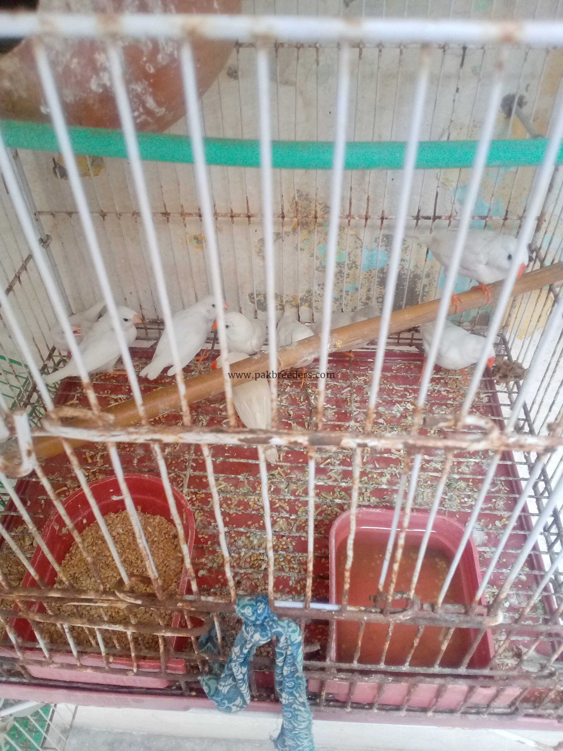 Zebra finches for sale