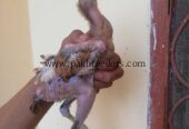 Fighter bloodline aseel for sale in lahore