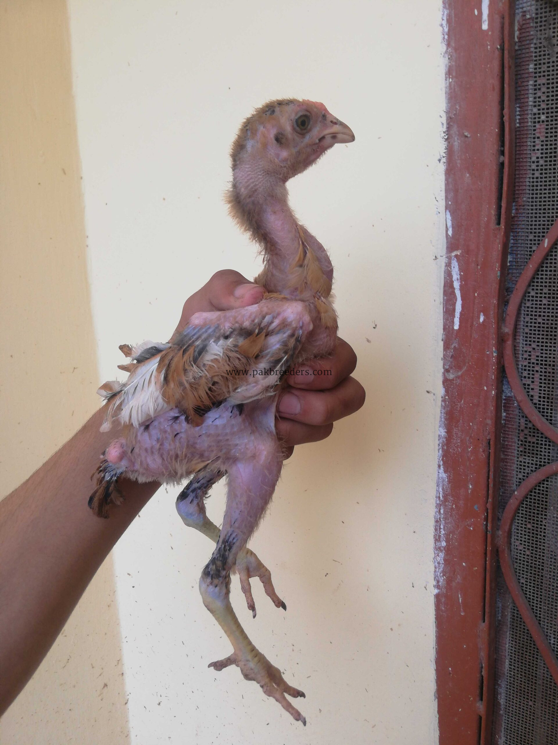 Fighter bloodline aseel for sale in lahore