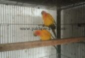 Sun kanor pair’s for sale