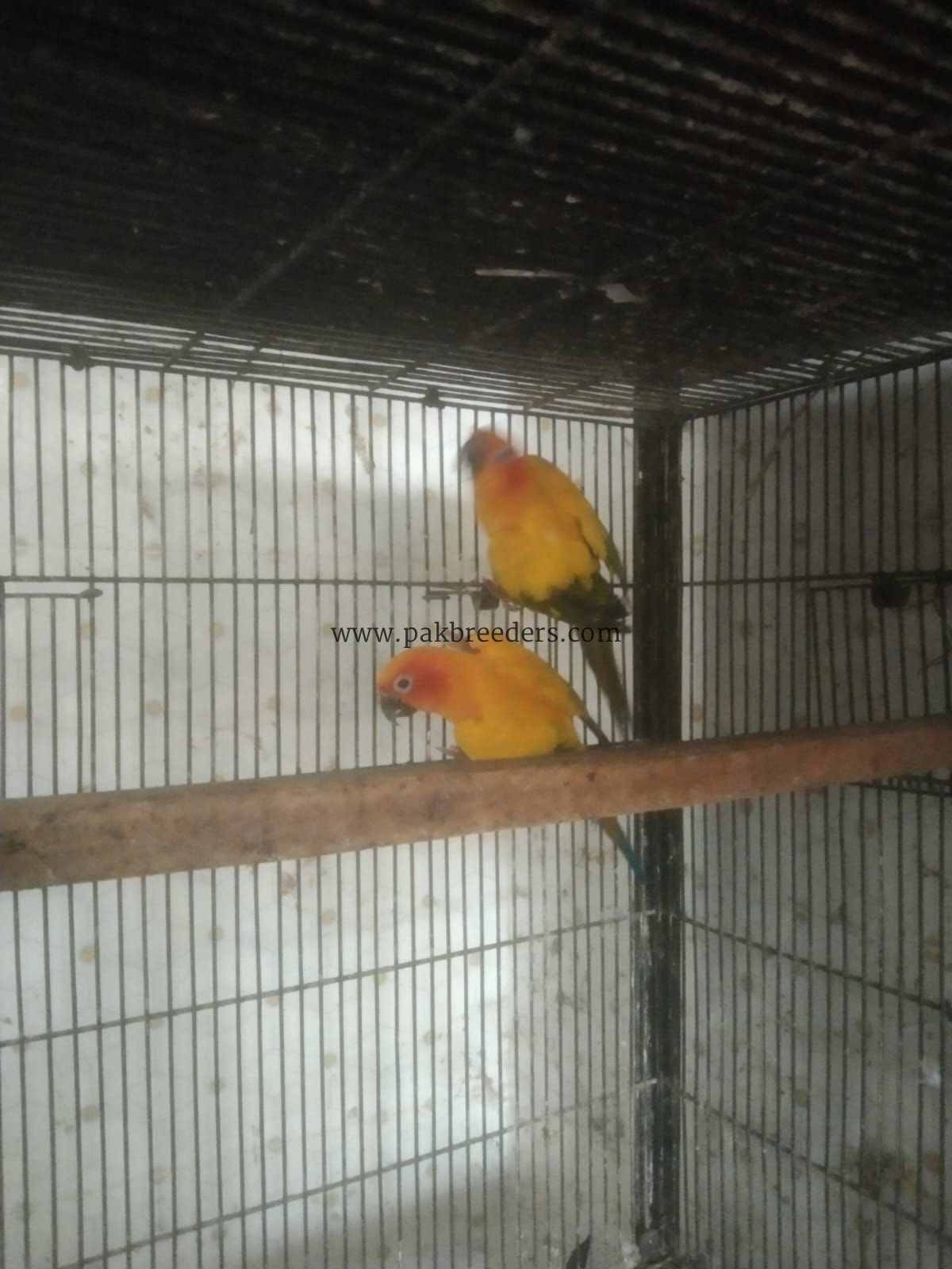 Sun kanor pair’s for sale