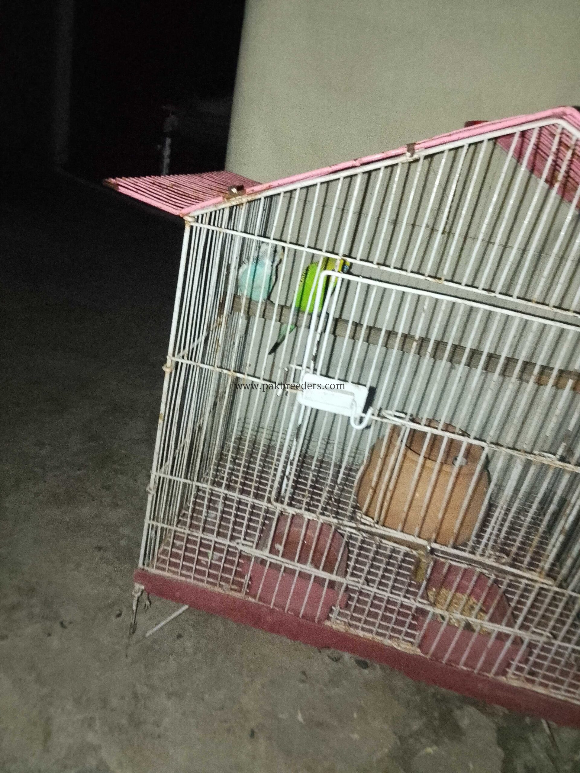 Budgies for sale