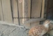 Iranii breeder pair for sale