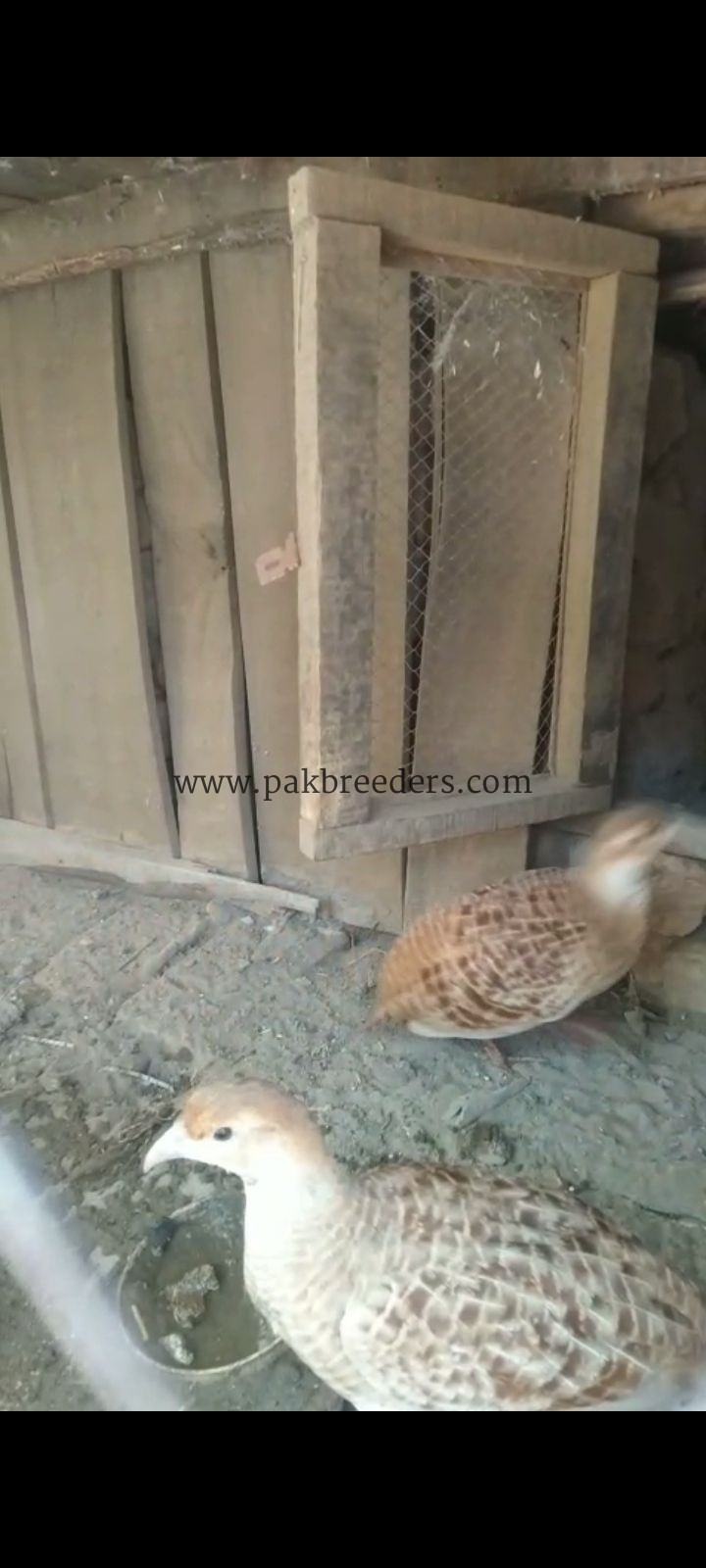 Iranii breeder pair for sale