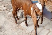 Nagra path bakri for sale