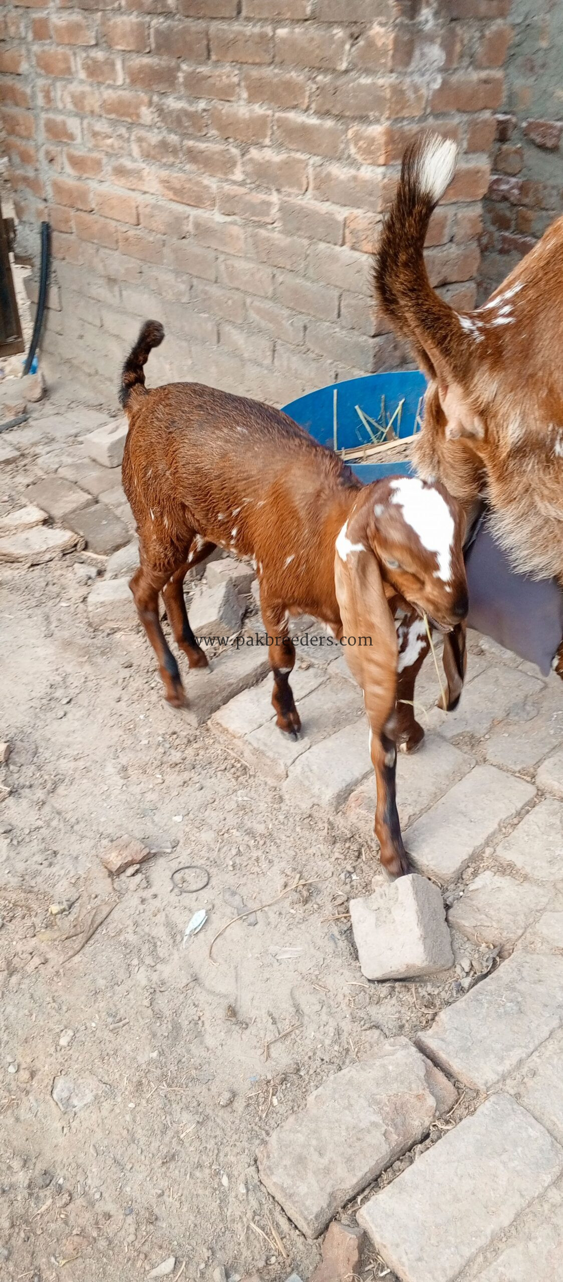 Nagra path bakri for sale