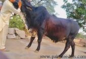 Pure Girolendo Bull